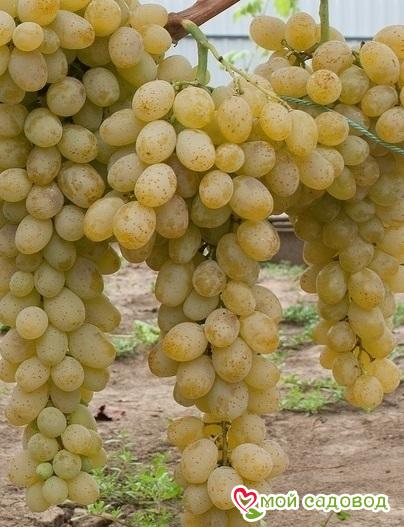 Виноград Валентина: купить в Кадникове - цена 240₽ за 1 шт. - ДоставкаПочтой